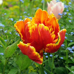 Tulip, Single Early Tulip, Single Late Tulip, Double Early Tulip, Double Late Tulip, Lily Tulip, Fringed Tulip, Greigii Tulip, Parrot Tulip, Spring Flowers